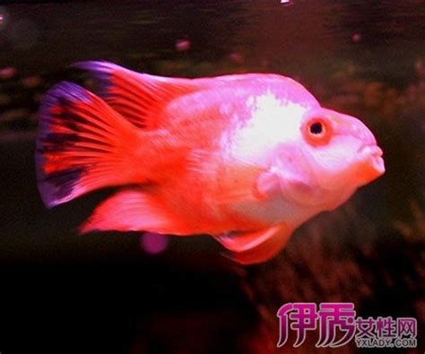 紅白鸚鵡魚